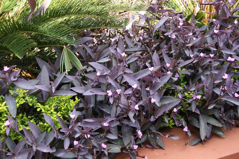 India & Nepal 2011 - 0021